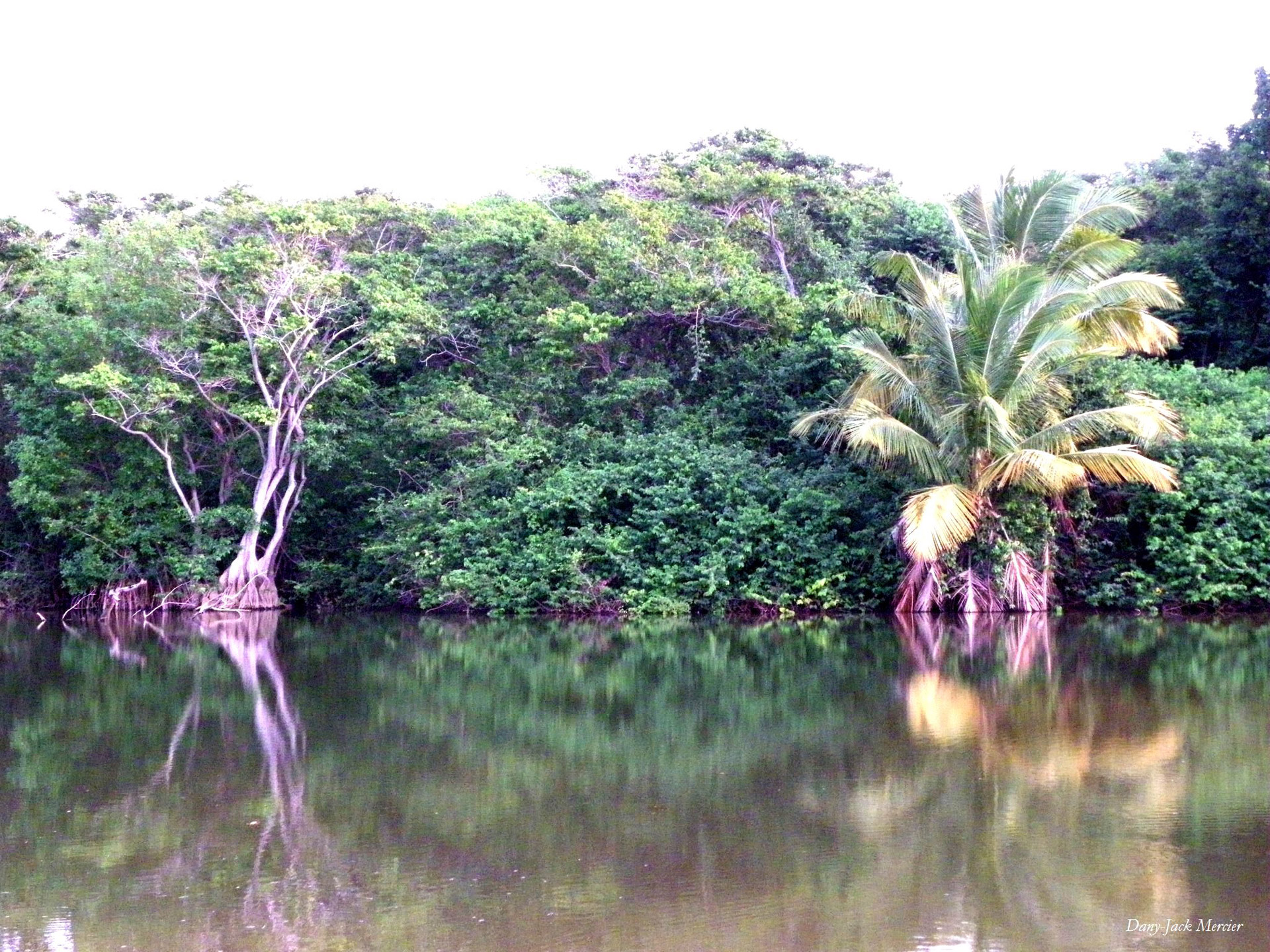 coconut palms trees pond free photo