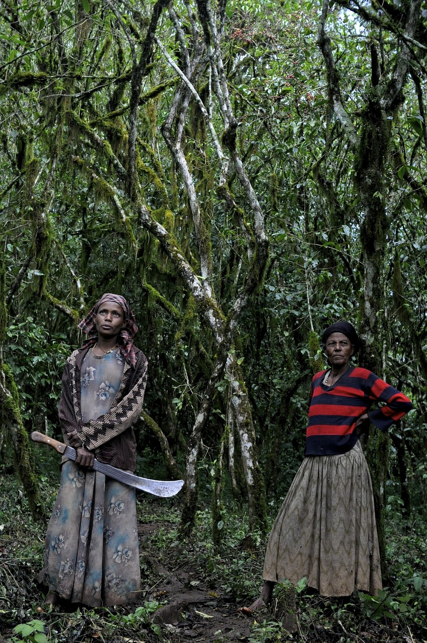 ethio coffee farm free photo