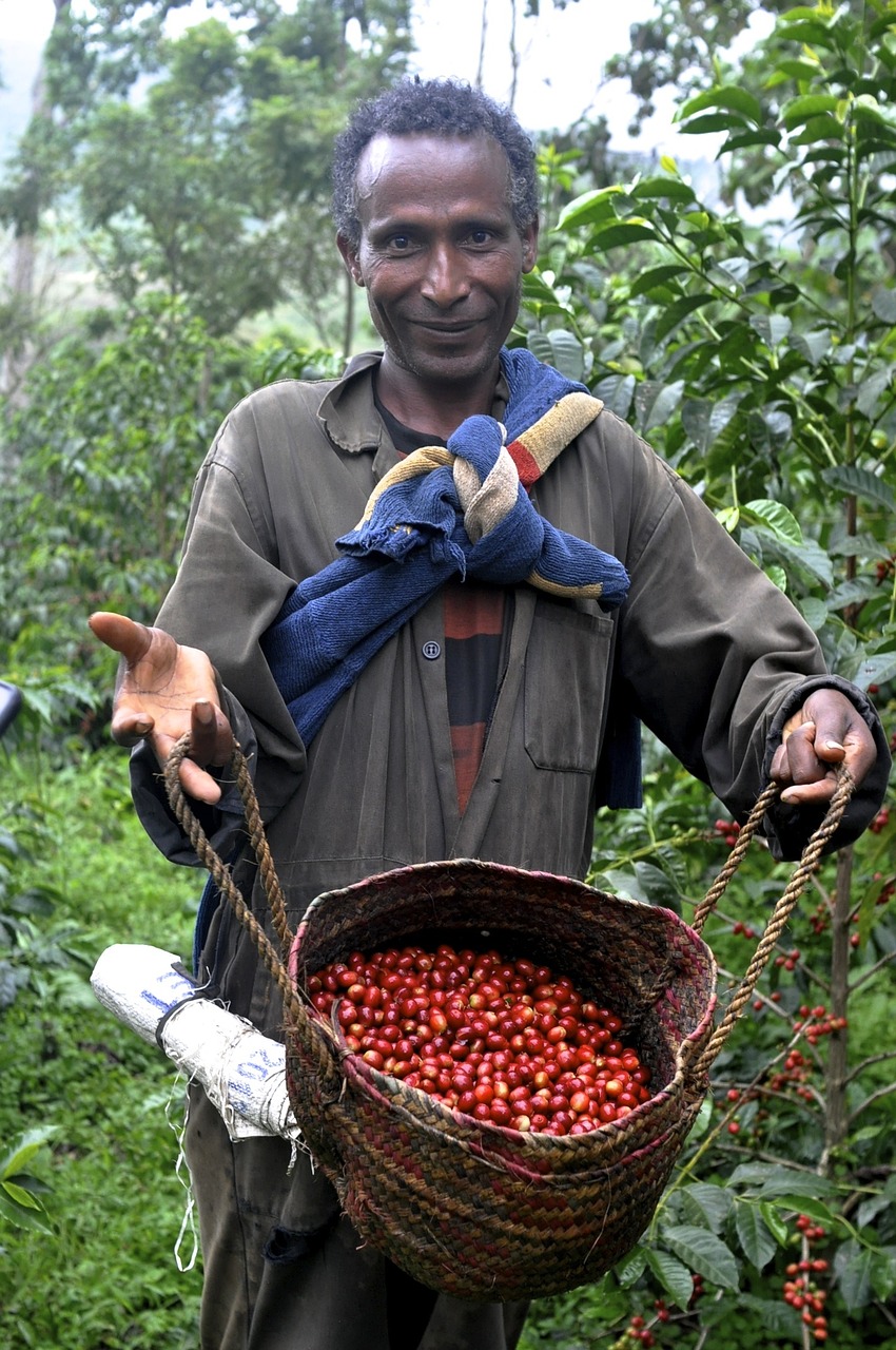 ethio coffee farm free photo