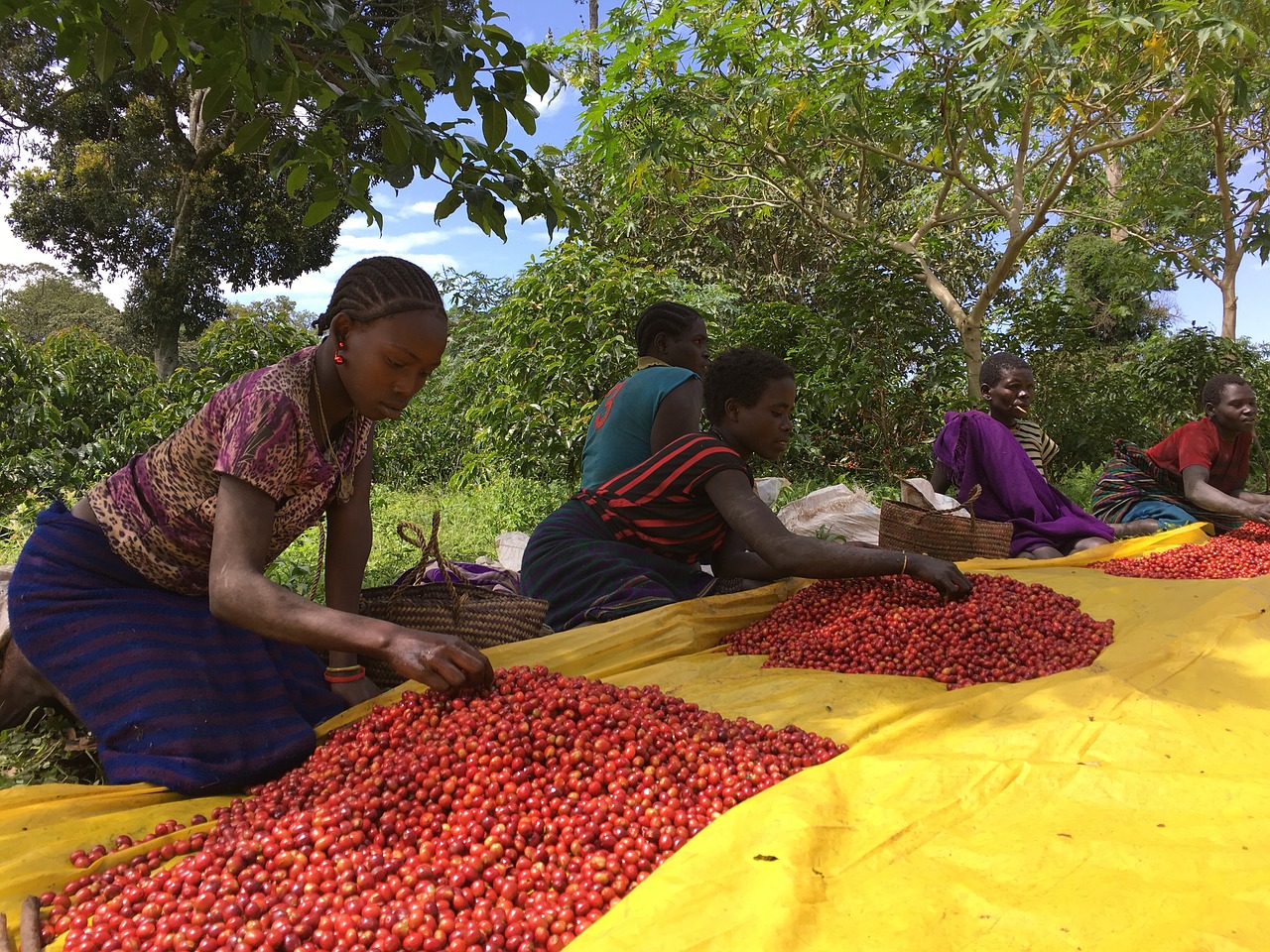 ethio coffee farm free photo