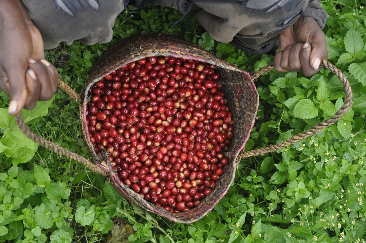 ethio coffee farm free photo