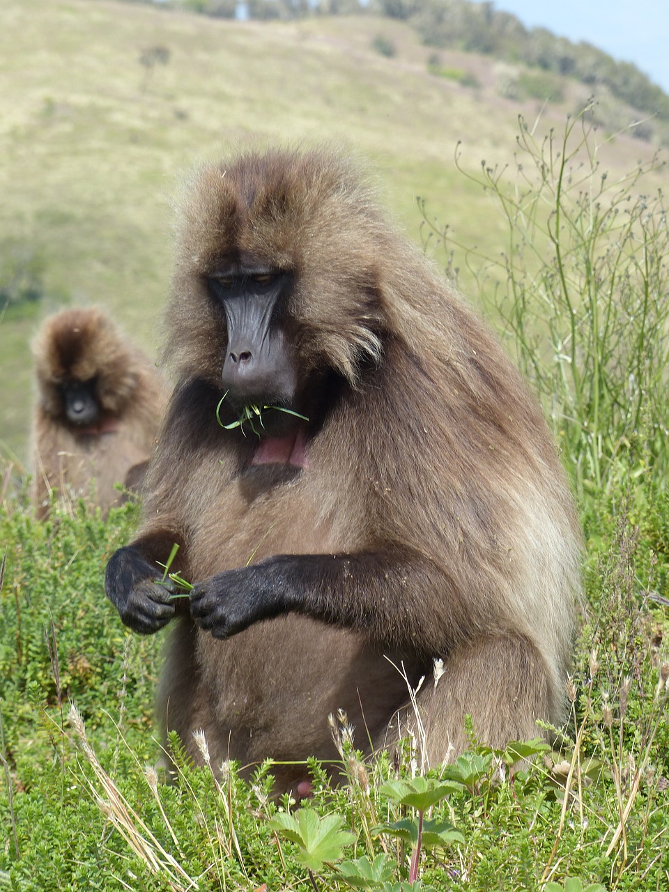 ethiopia africa national park free photo