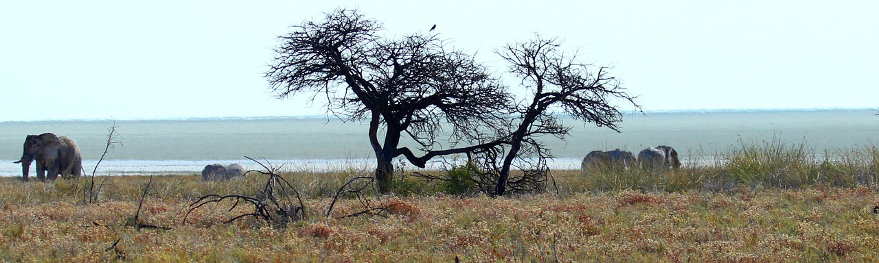 etosha elephant steppe free photo