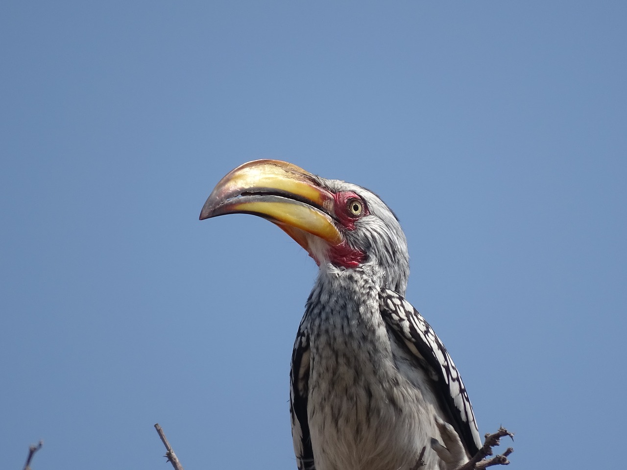 etosha  exotic bird  beak free photo