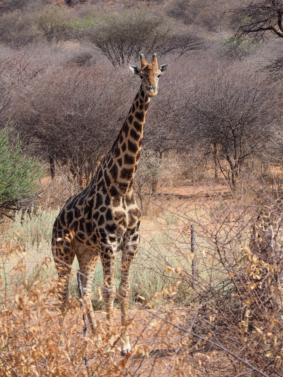 etosha  giraffe  africa free photo
