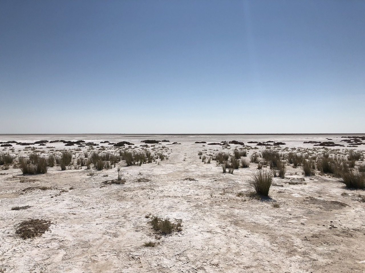 etosha  africa  safari free photo