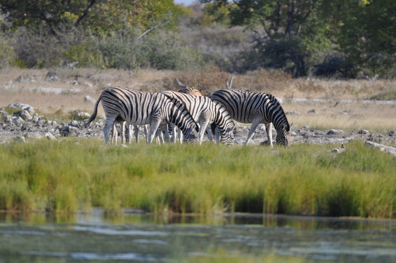 etosha namibia  zebra  water hole free photo