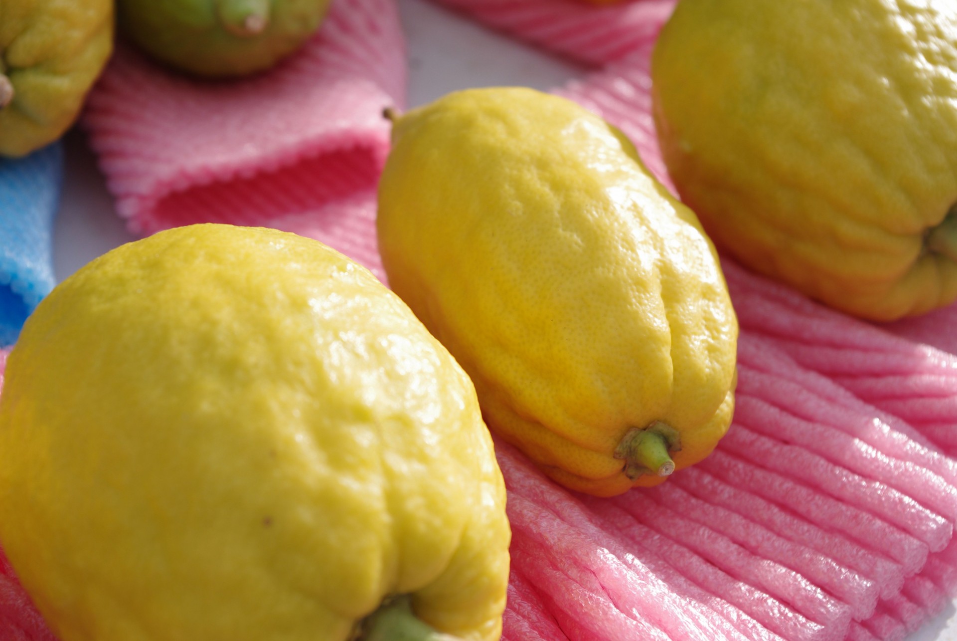 etrog fruit citron free photo