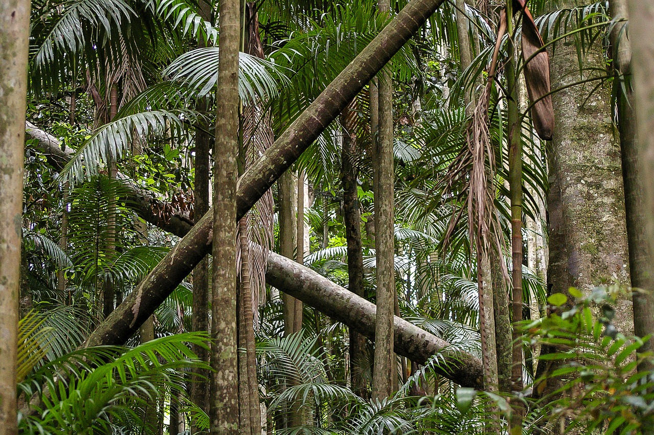 eucalypts gum trees rain forest free photo