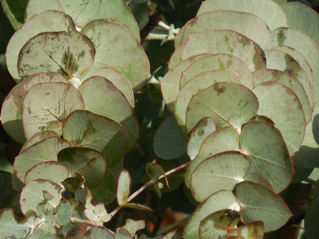 eucalyptus leaves tree free photo