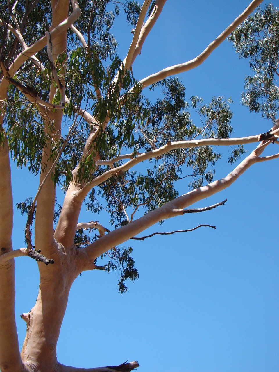 eucalyptus gum tree australia free photo