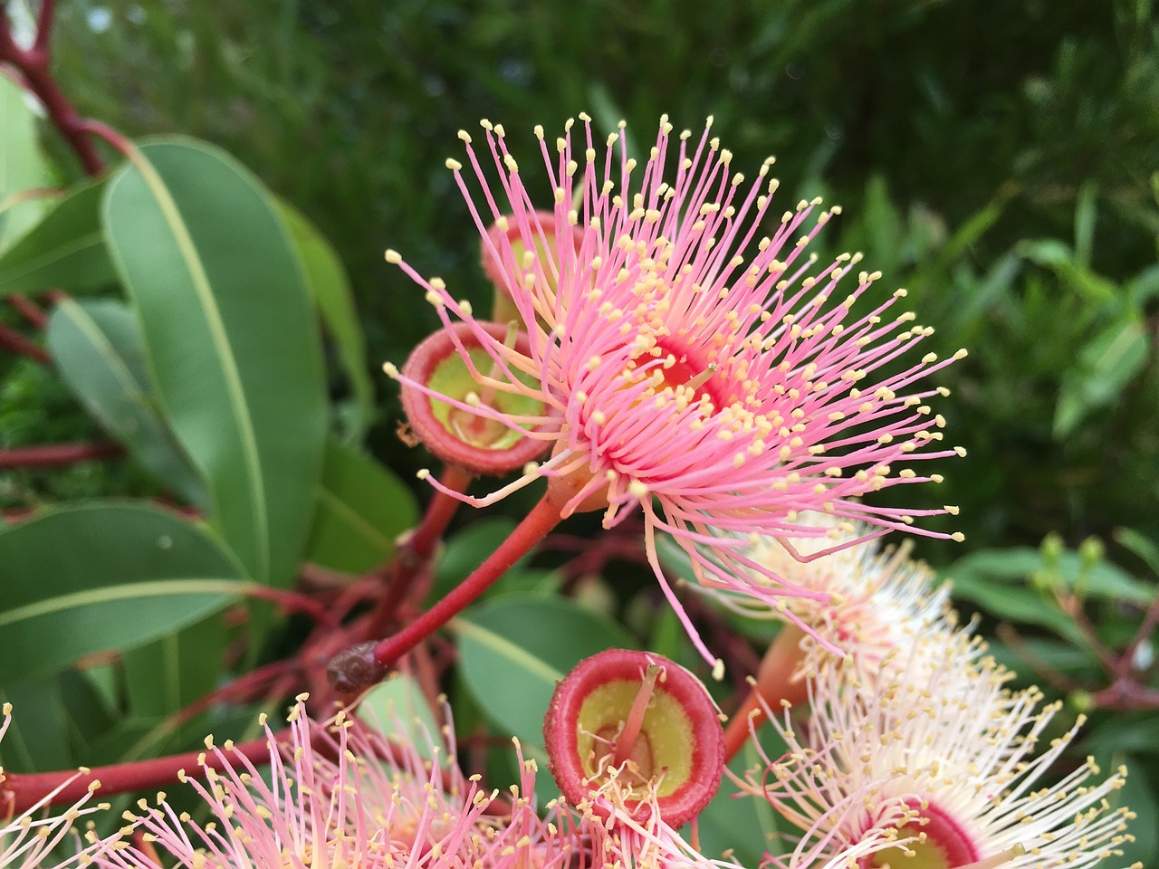 eucalyptus pink flower free photo