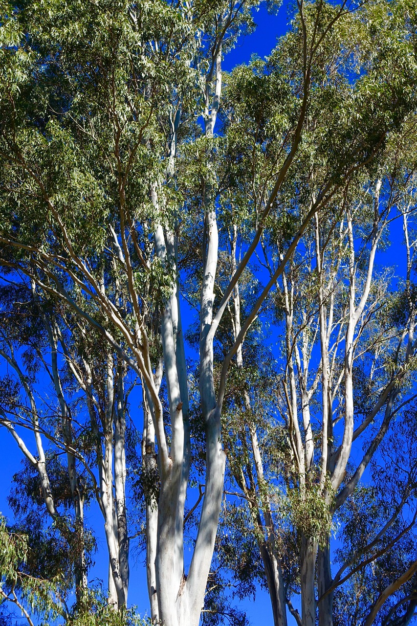 eucalyptus trees australian free photo
