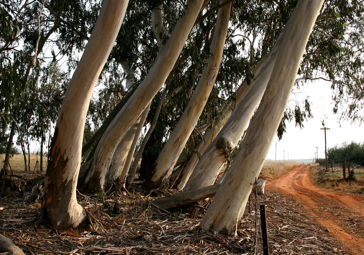 eucalyptus bluegum trees free photo