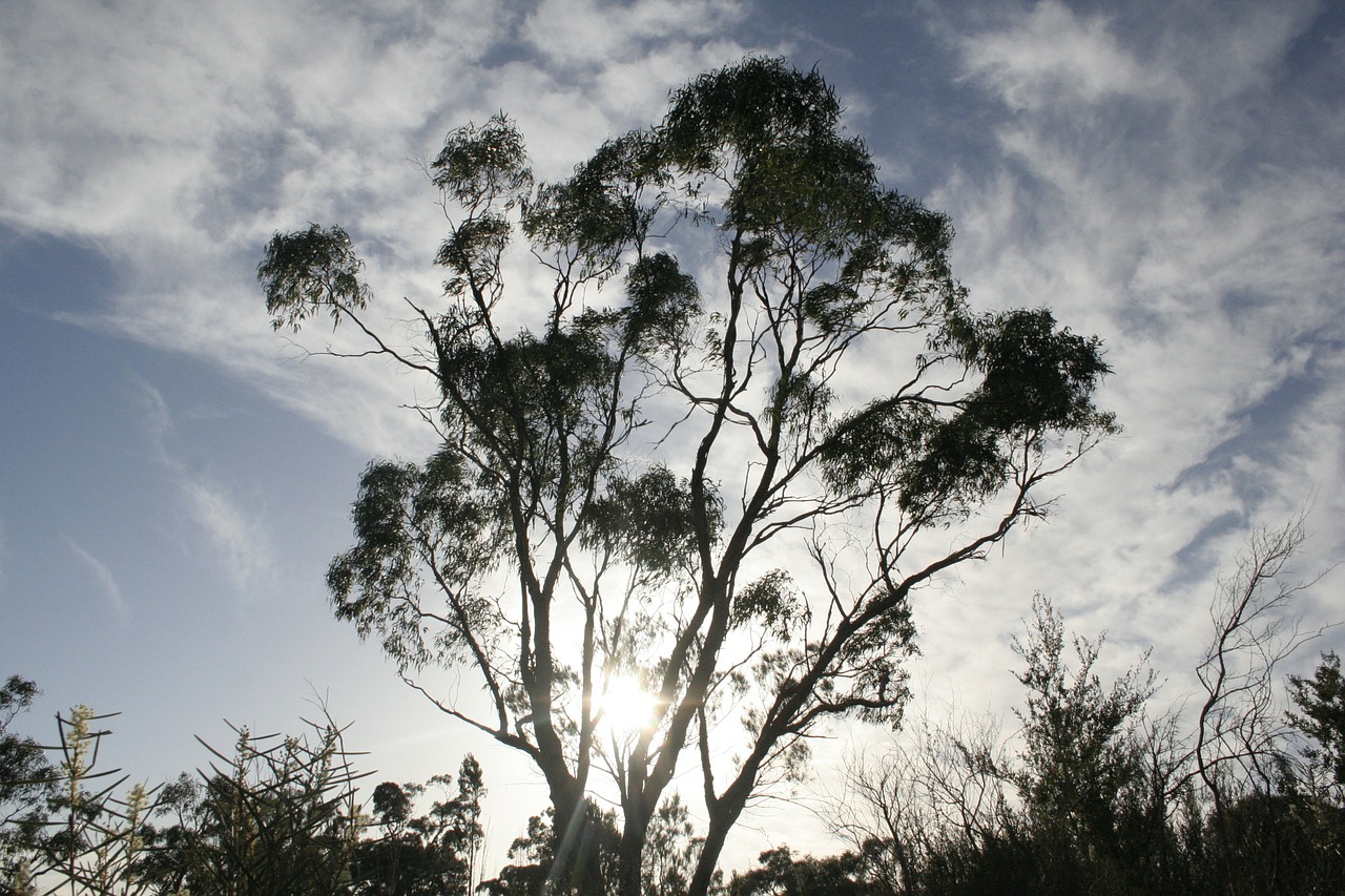 eucalyptus tree leaf free photo