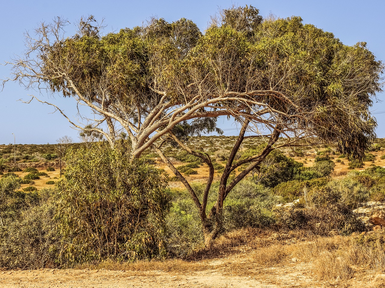 eucalyptus tree nature free photo