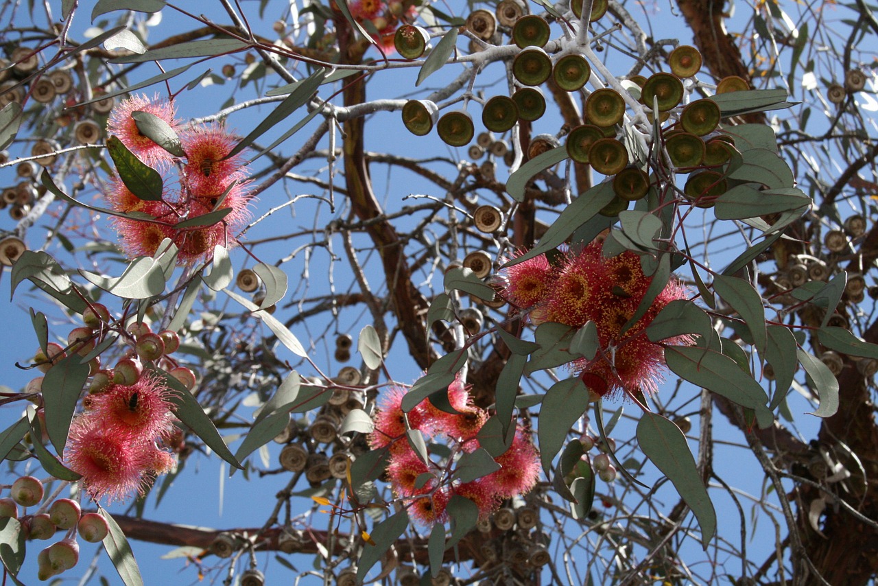 eucalyptus australian eucalyptus flowers free photo