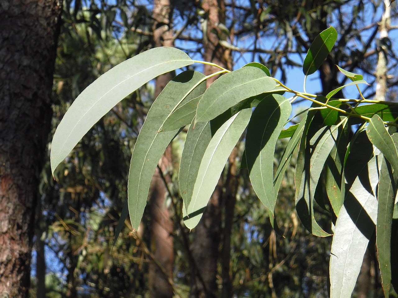 eucalyptus leaf leaves free photo