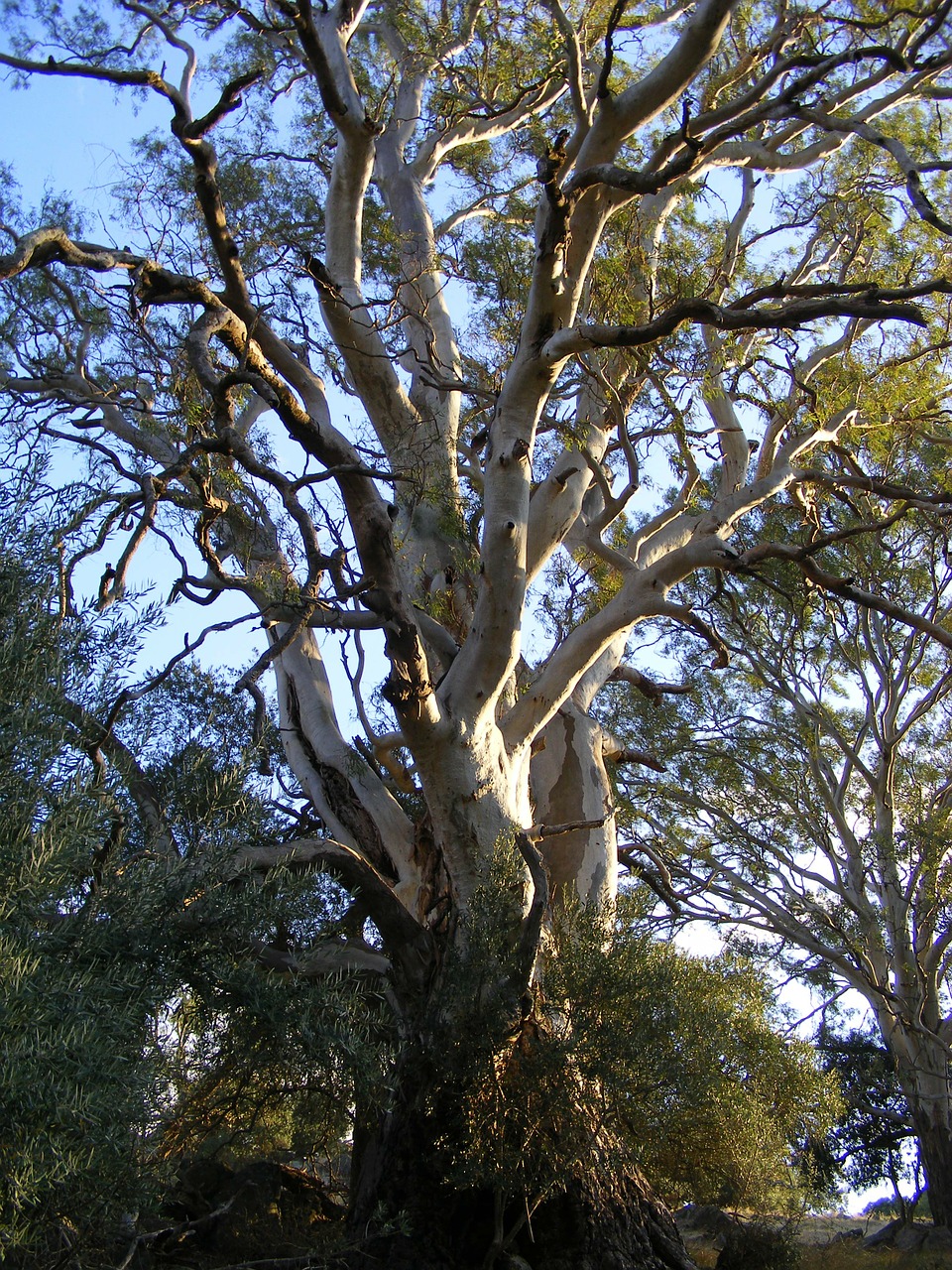 eucalyptus tree rubber tree free photo