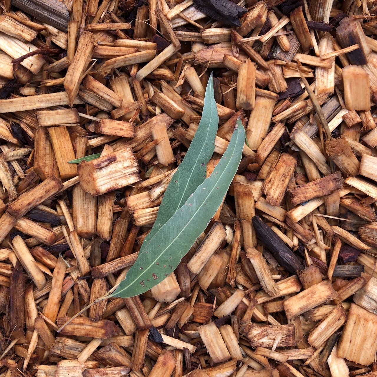 eucalyptus  leaves  leaf free photo