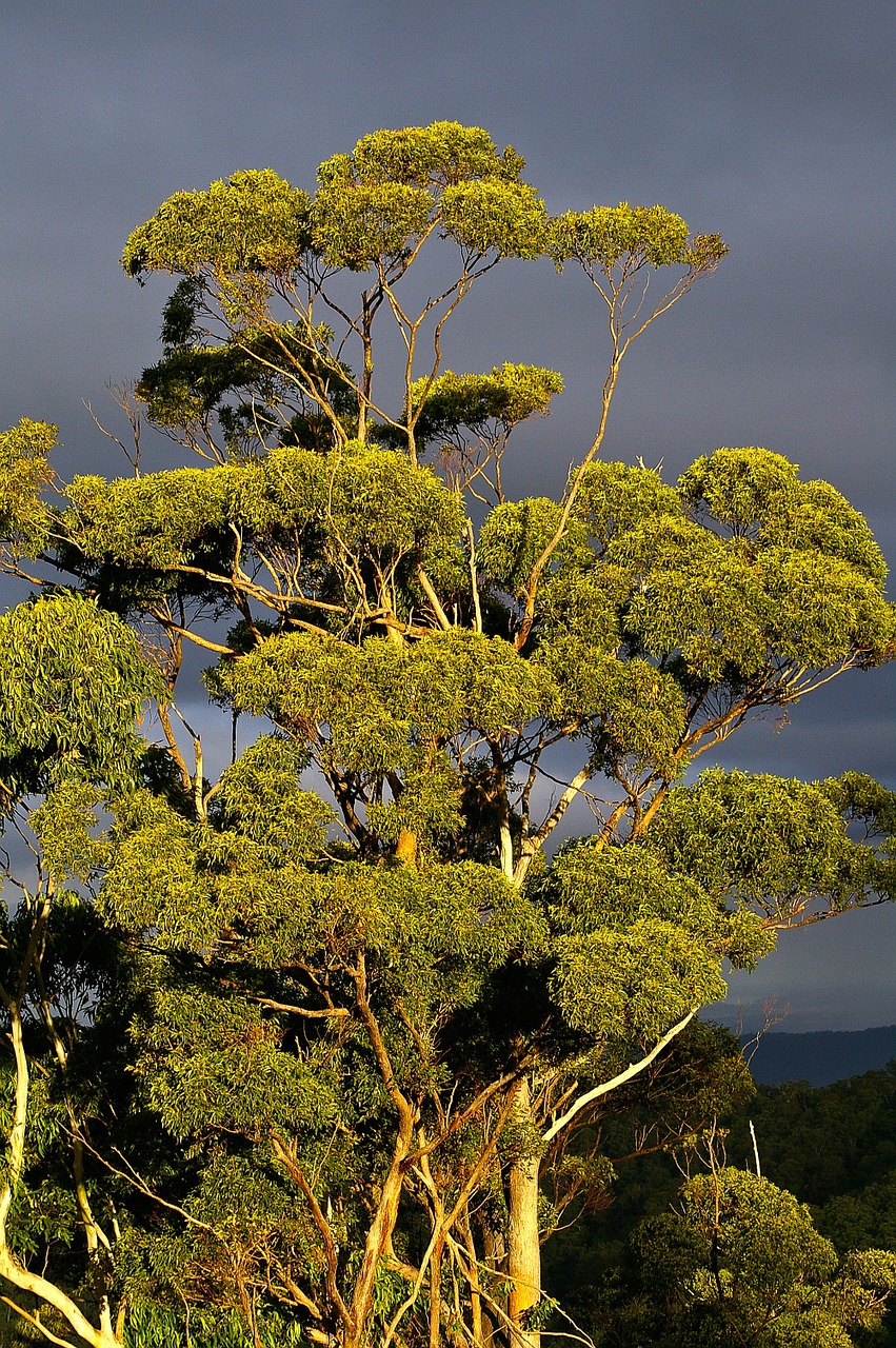 eucalyptus gum tree tree free photo