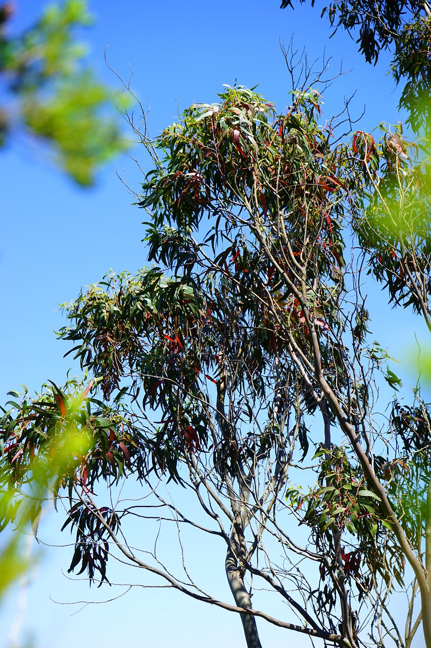 eucalyptus tree fever tree free photo