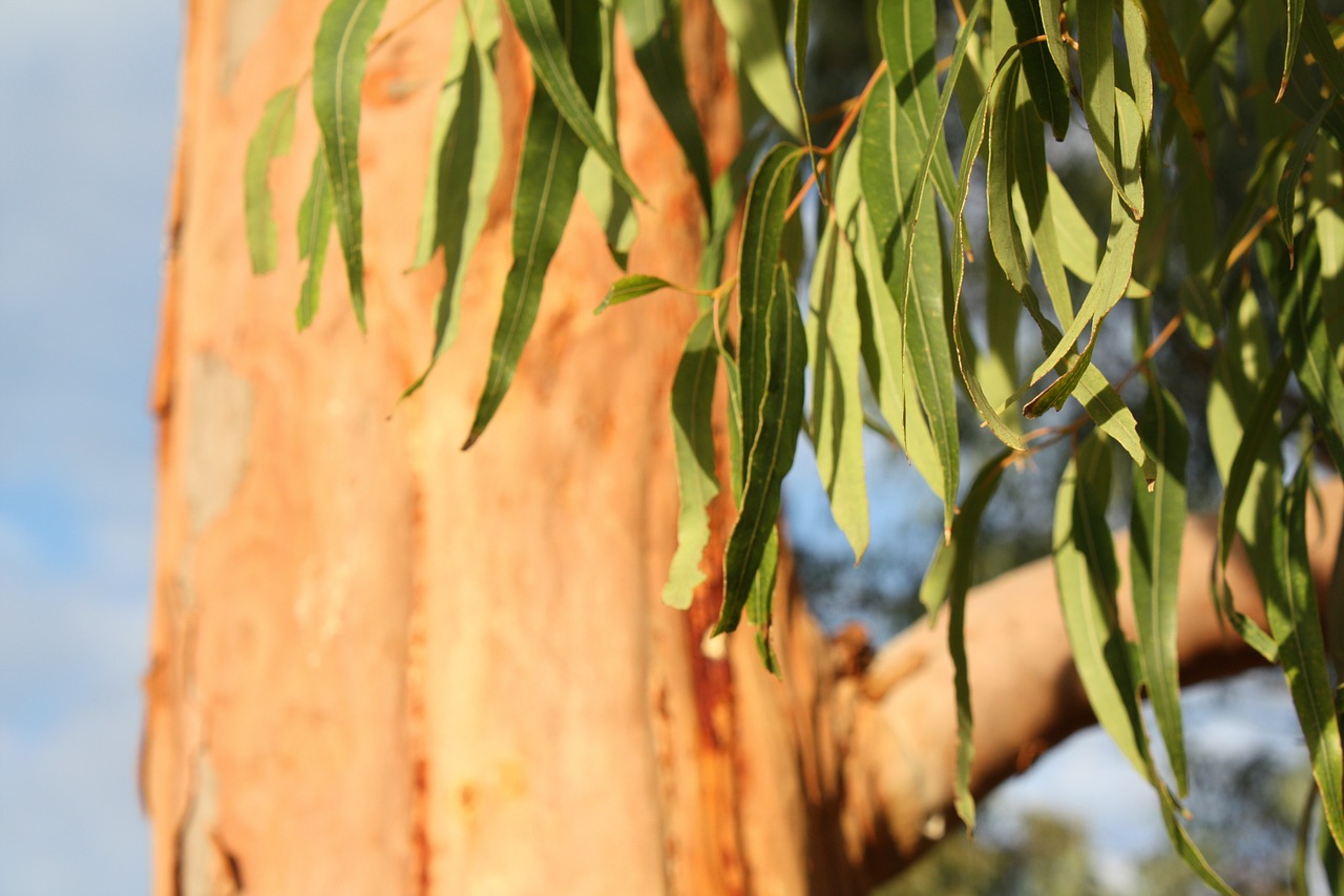 eucalyptus tree leaves free photo