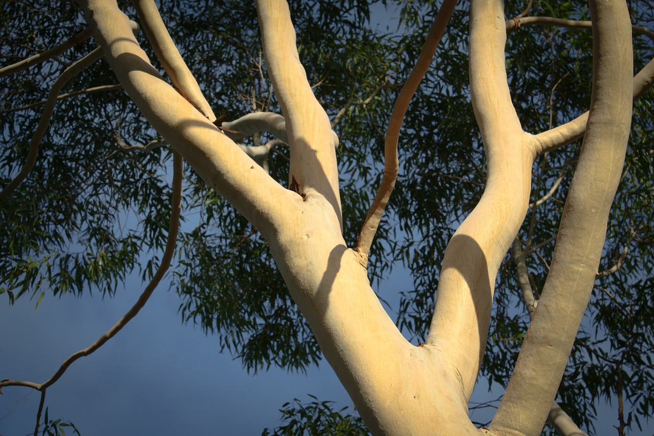 eucalyptus tree branches free photo