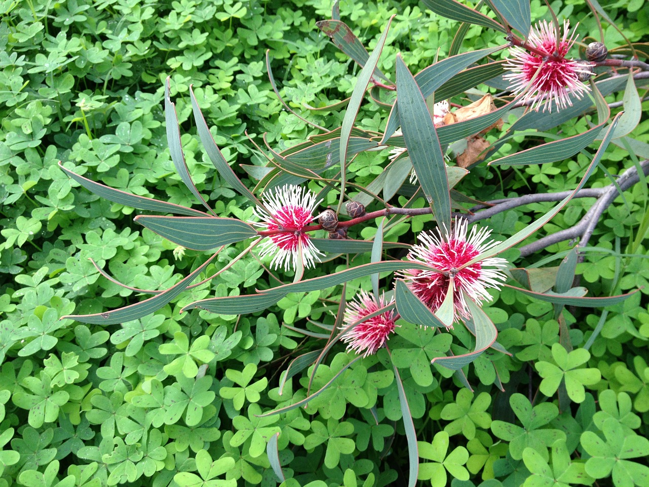 eucalyptus flower green free photo