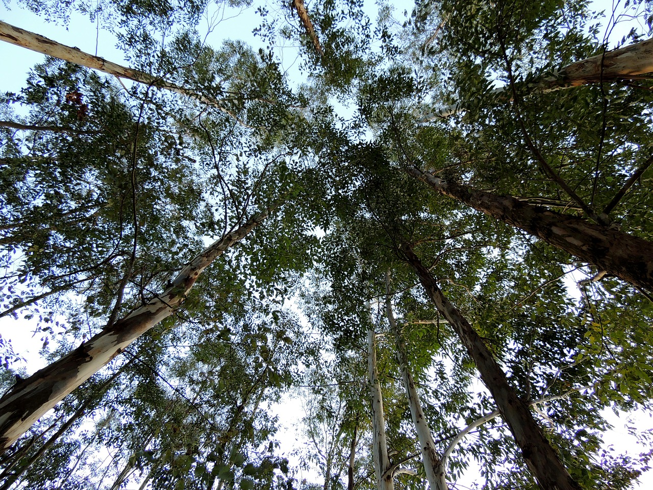 eucalyptus trees plantation free photo