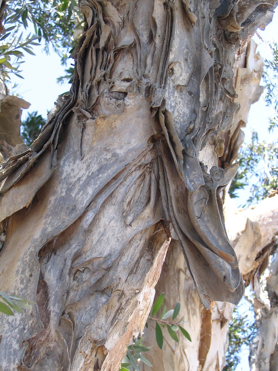 eucalyptus tree bark free photo