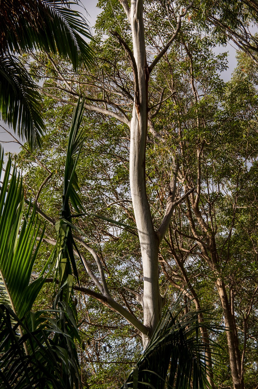 eucalyptus gum tree trees free photo