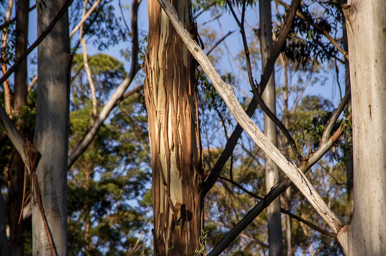 eucalyptus gum tree trees free photo