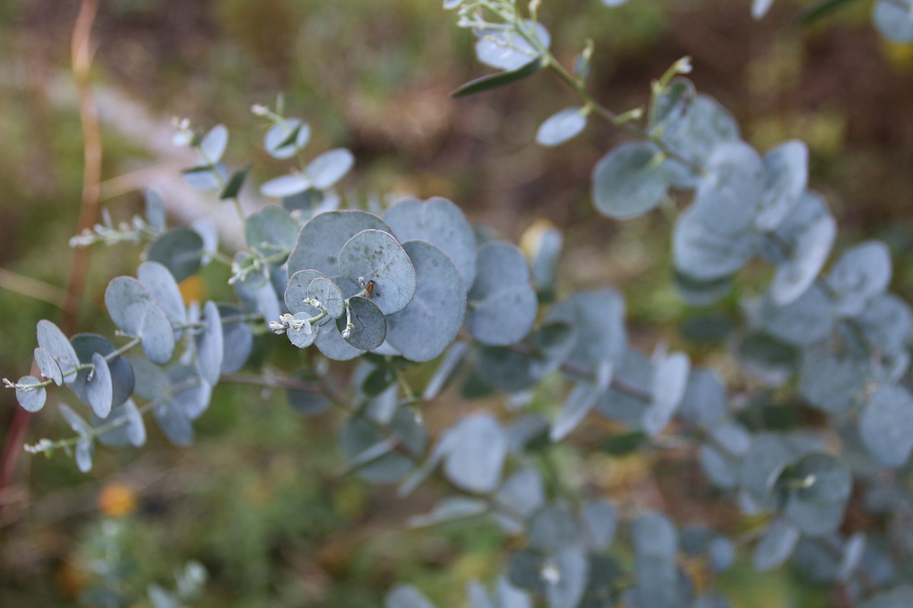 eucalyptus wood natural free photo