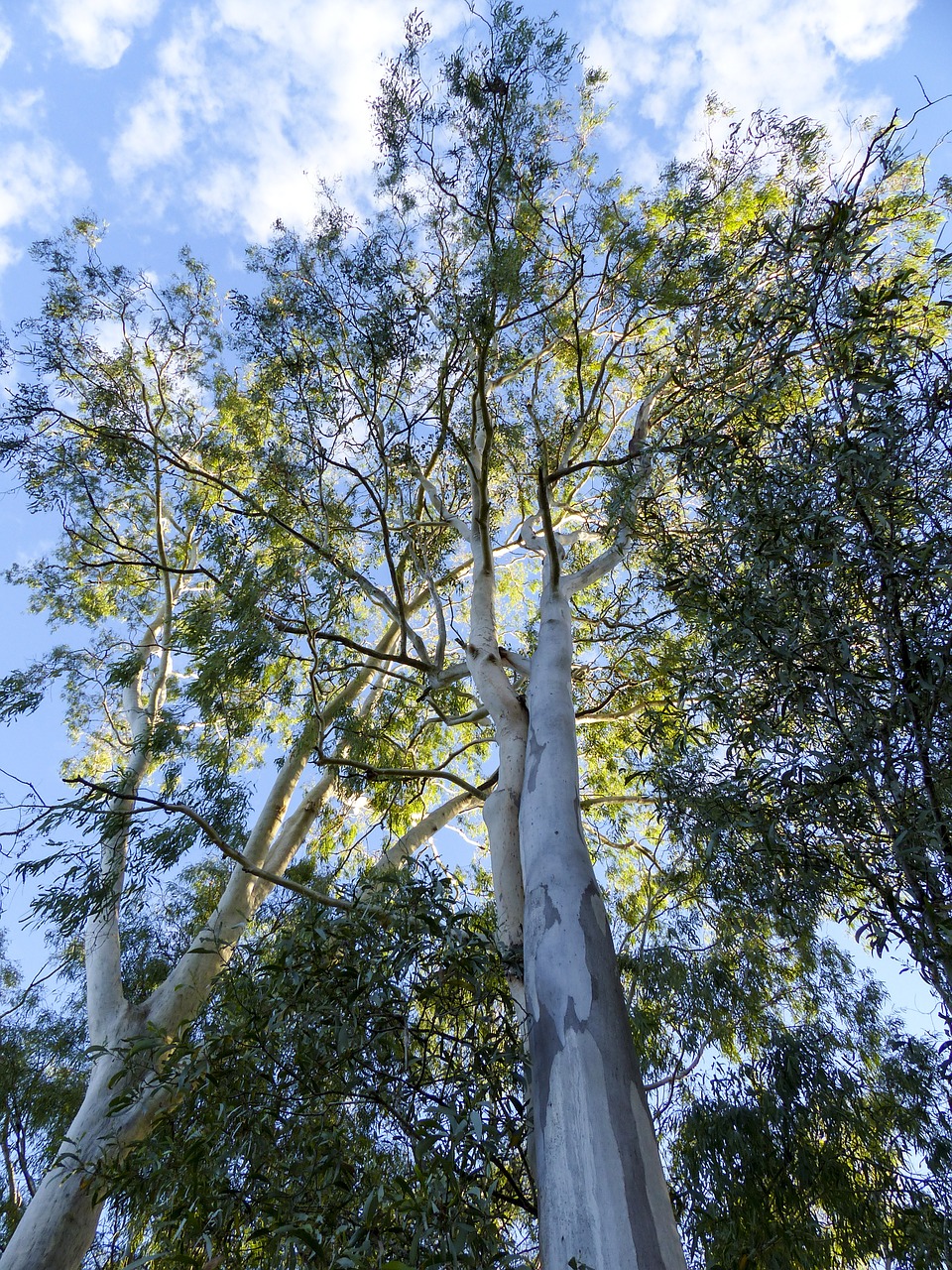 eucalyptus tree nature free photo