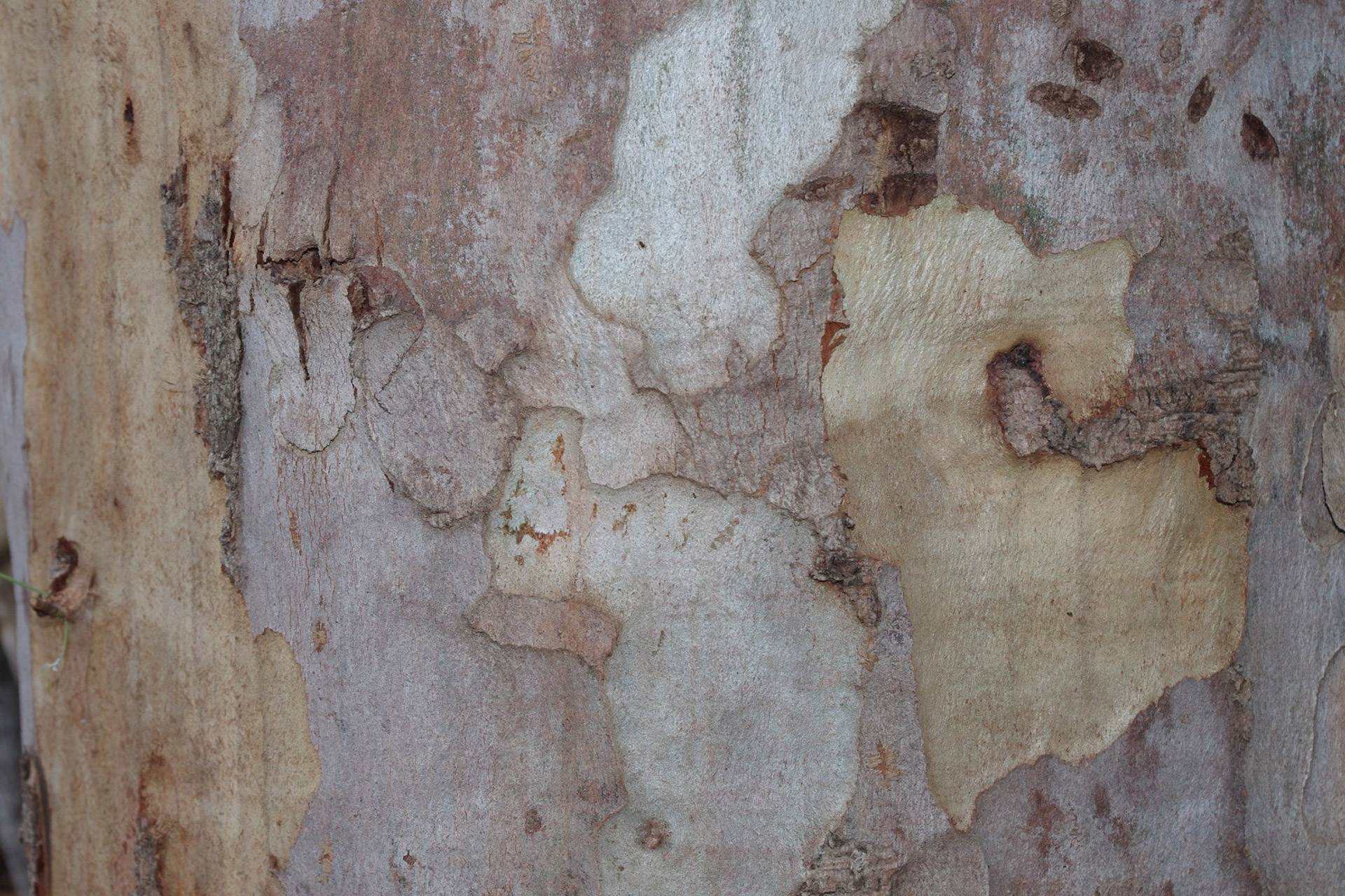 eucalyptus background tree free photo