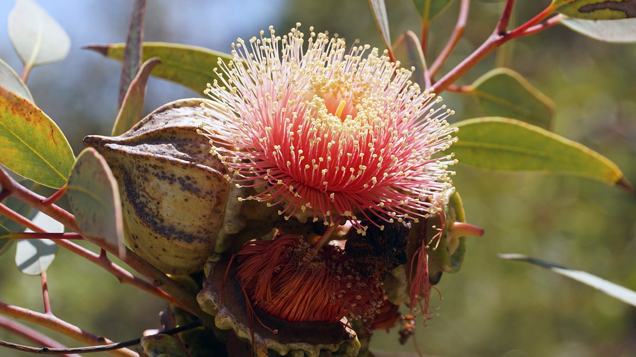 eucalyptus bloom australia koale free photo