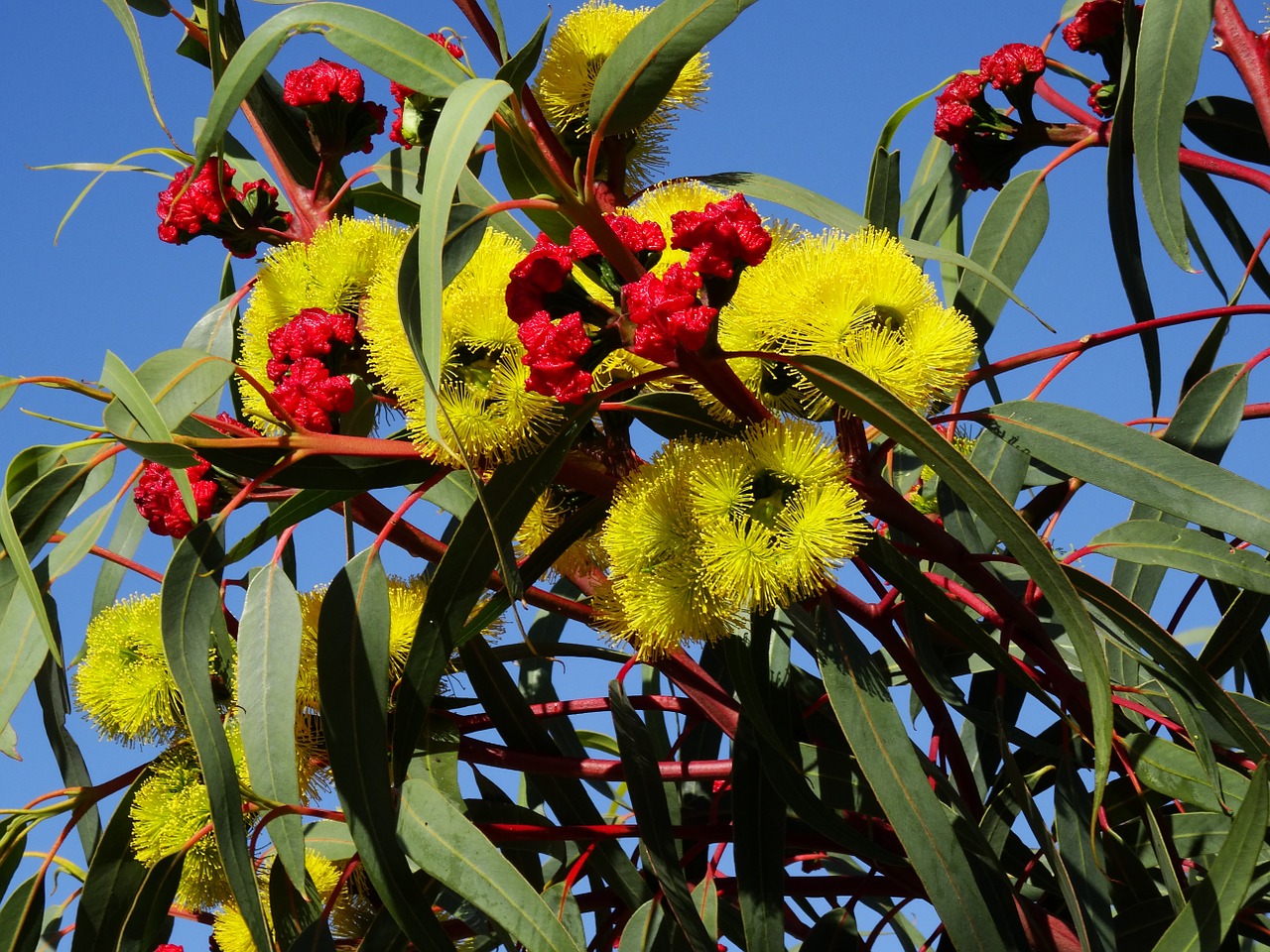 eucalyptus flower australian blossom colorful flowers free photo