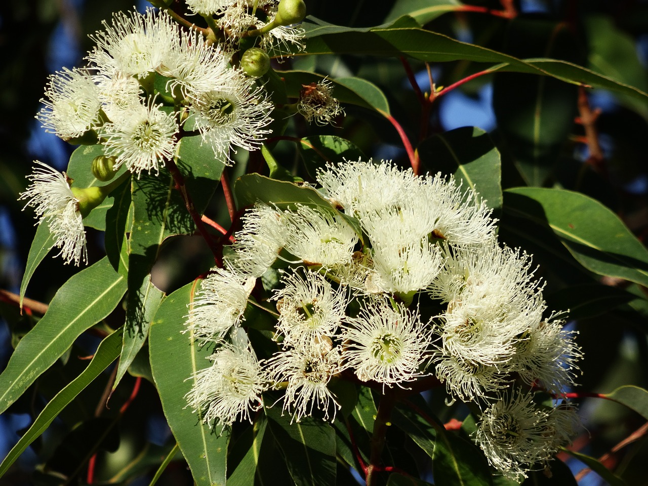 eucalyptus flower australian eucalyptus flowering eucalyptus branches free photo