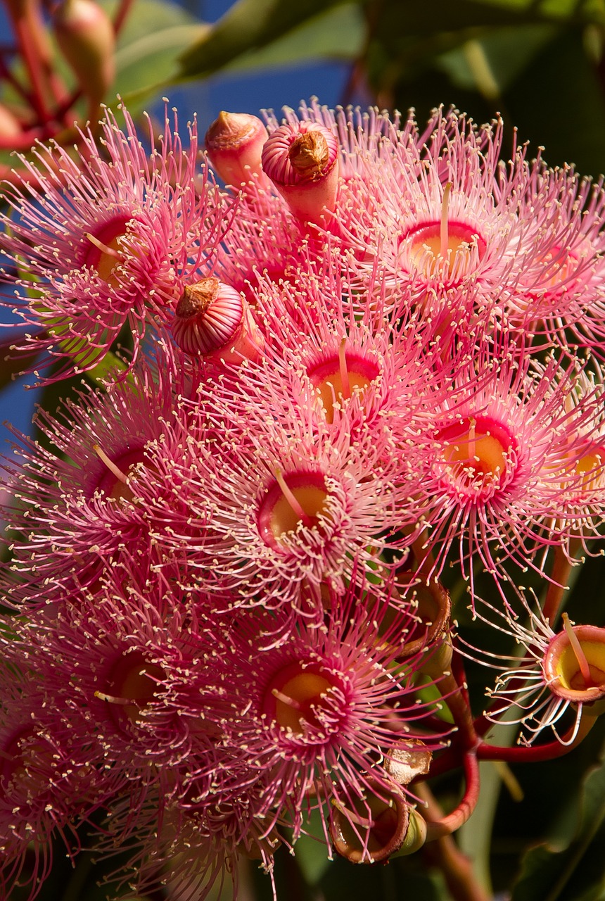 eucalyptus flowers flowers buds free photo