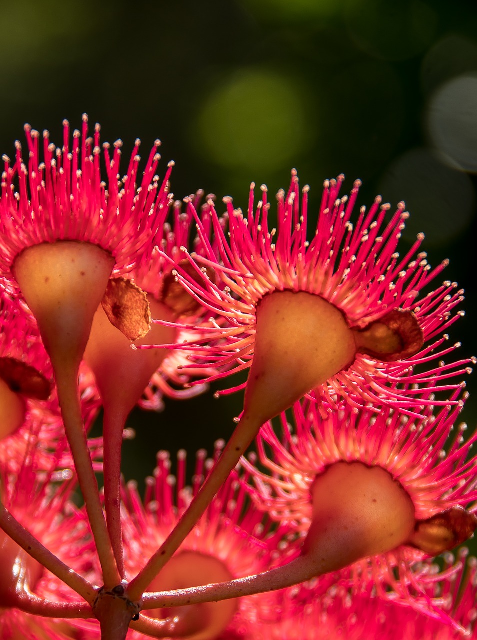 eucalyptus flowers flowers blossom free photo