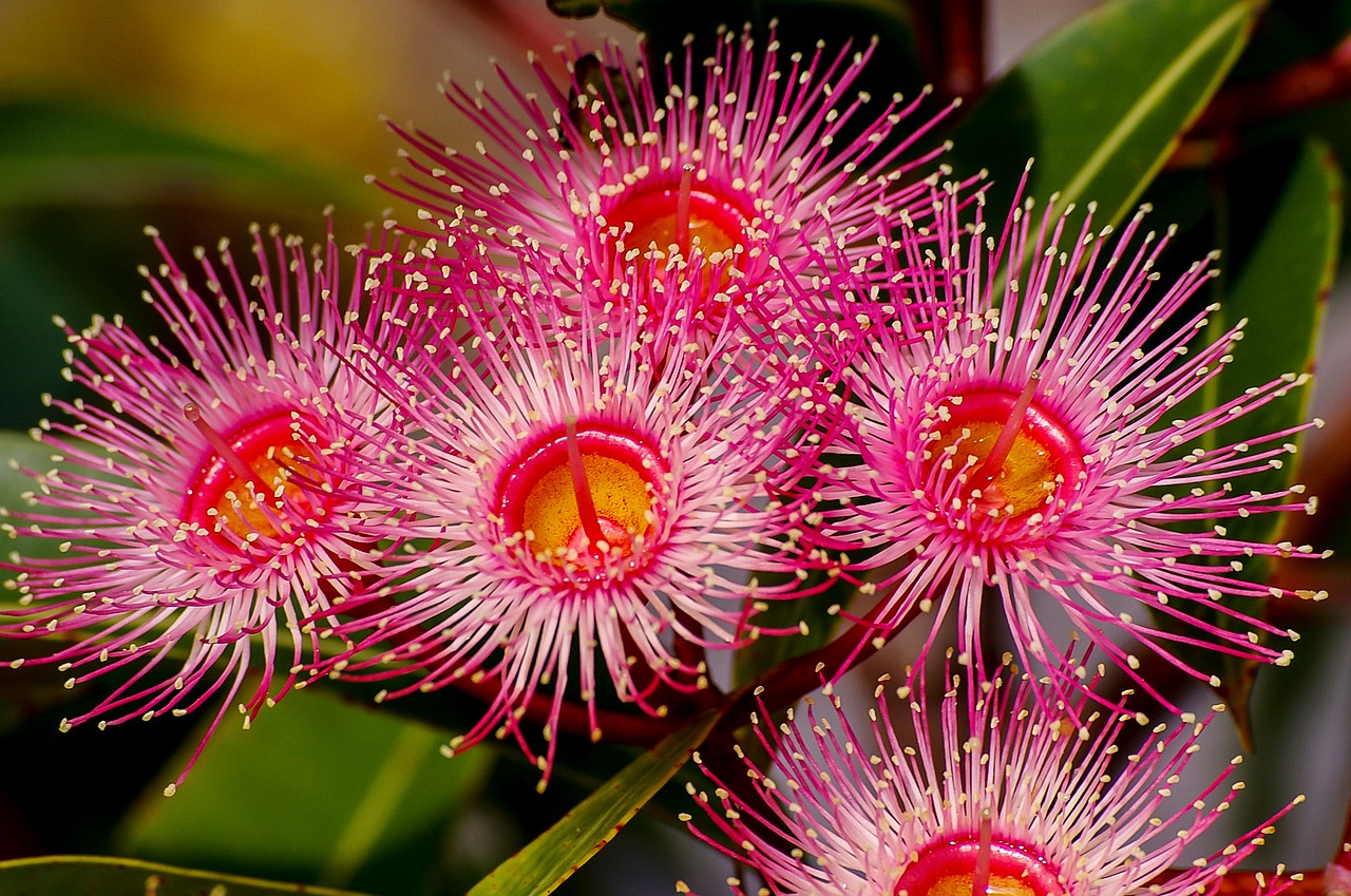 eucalyptus flowers flowers blossom free photo