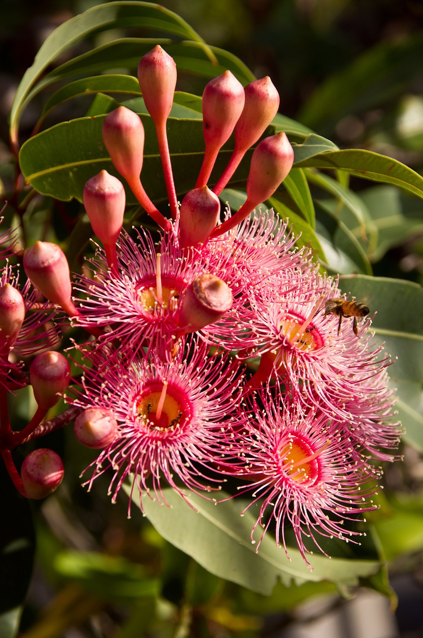eucalyptus flowers flowers australian free photo