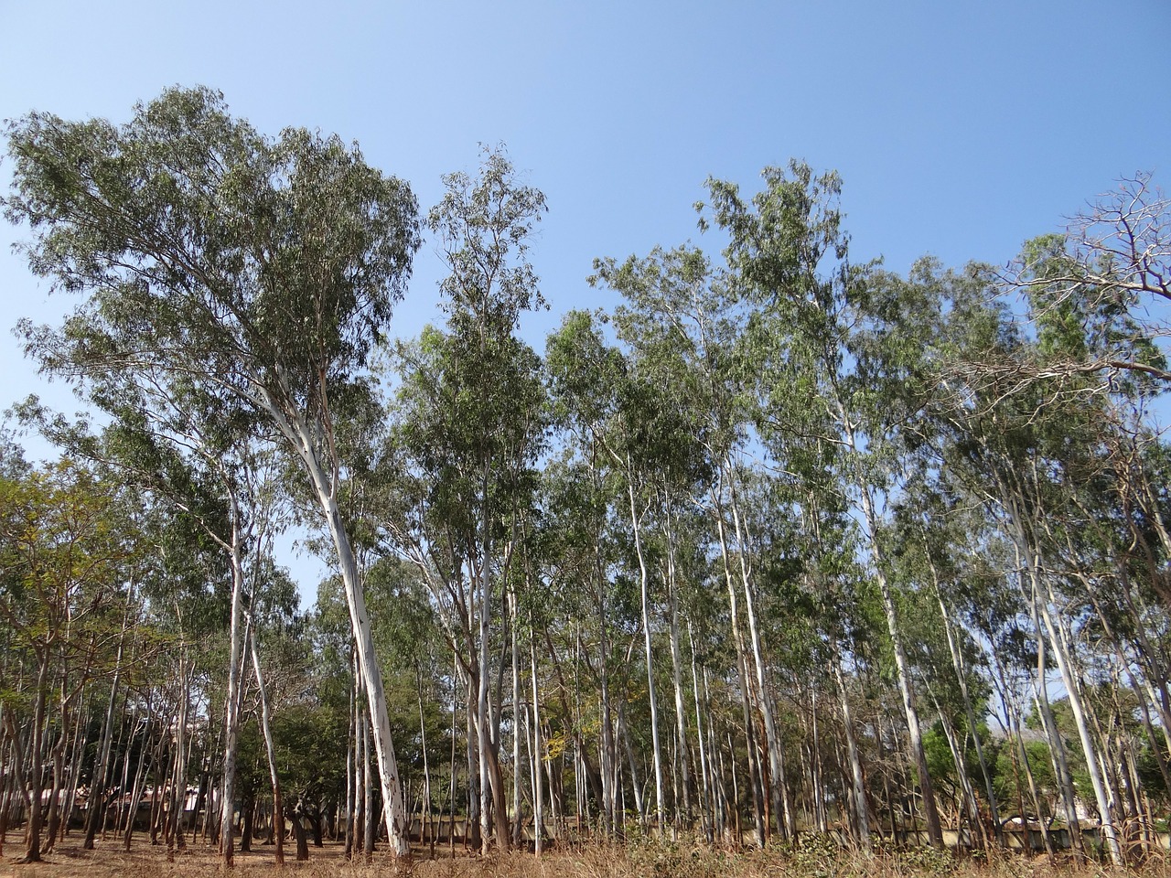 eucalyptus forest dharwad india free photo