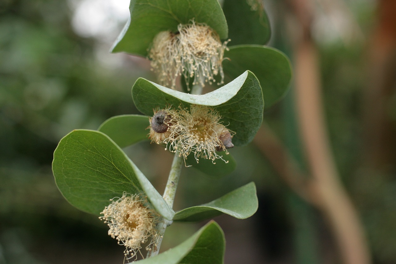 eucalyptus pulverulenta pollinated eucalyptus free pictures free photo