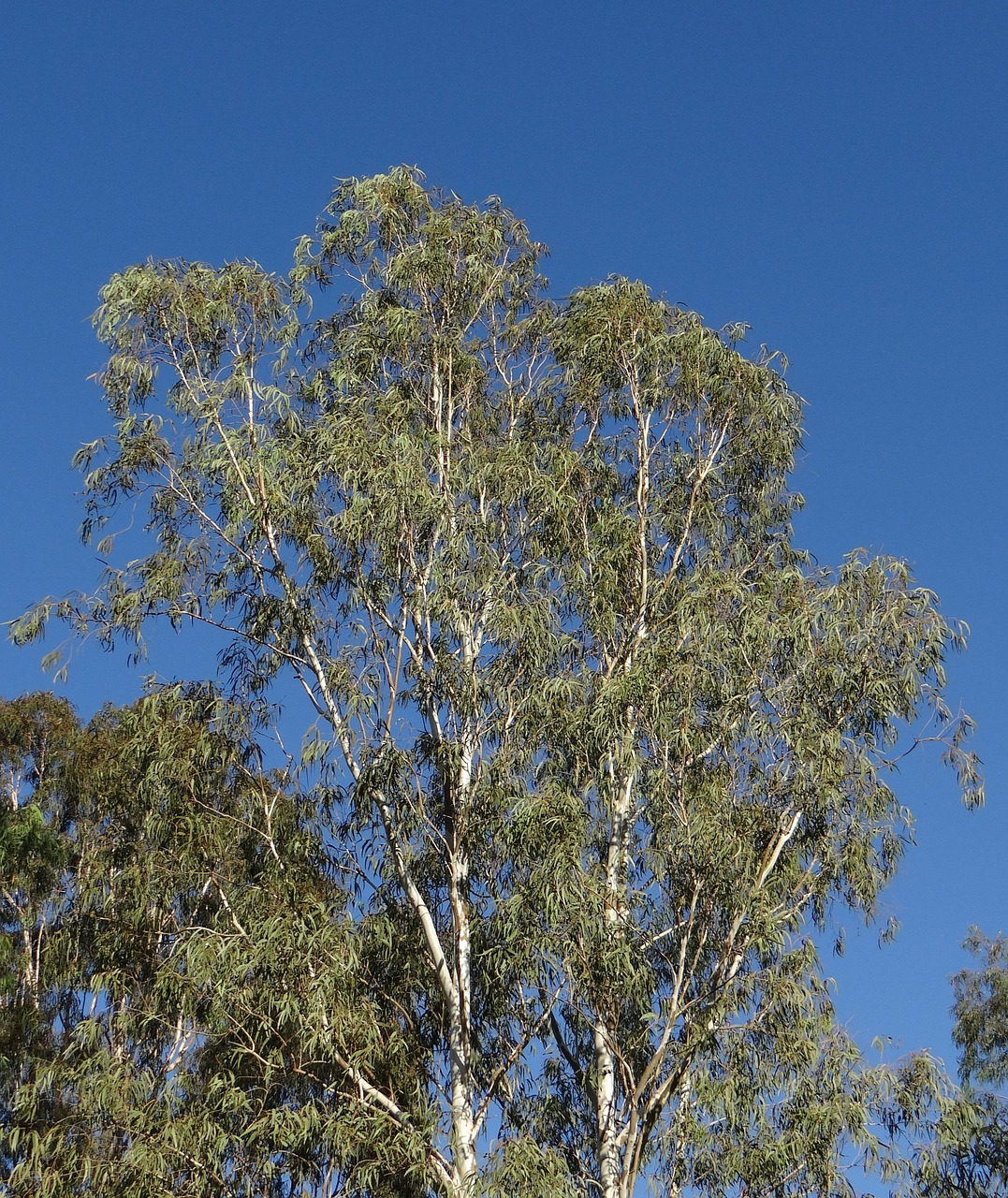 eucalyptus tree tree nilgiri tree free photo