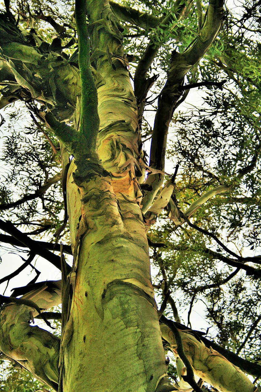 eucalyptus tree tree trunk free photo