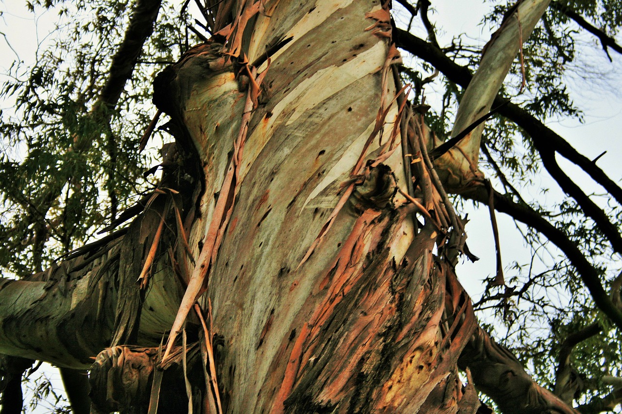 eucalyptus tree tree trunk free photo
