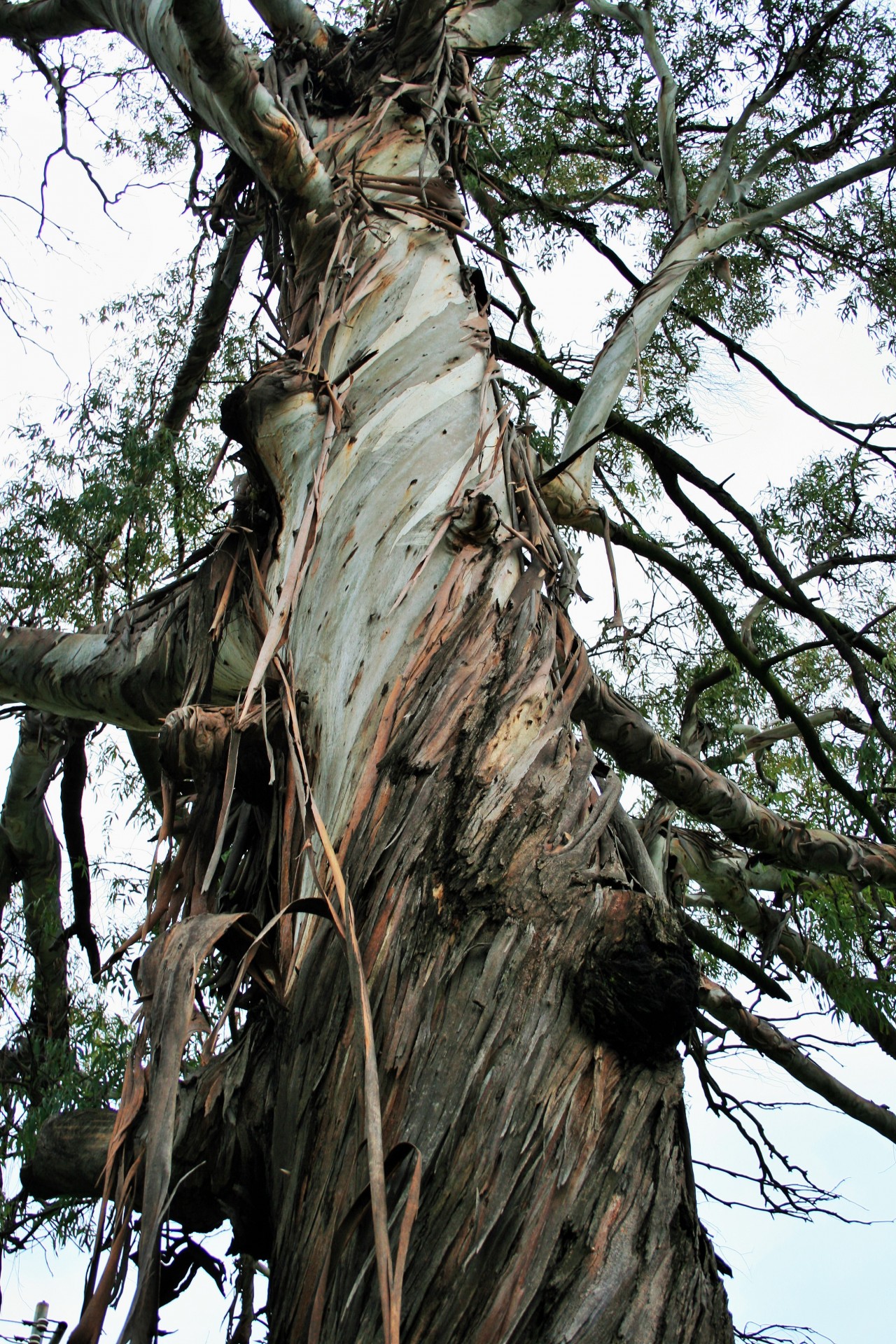 tree eucalyptus trunk free photo