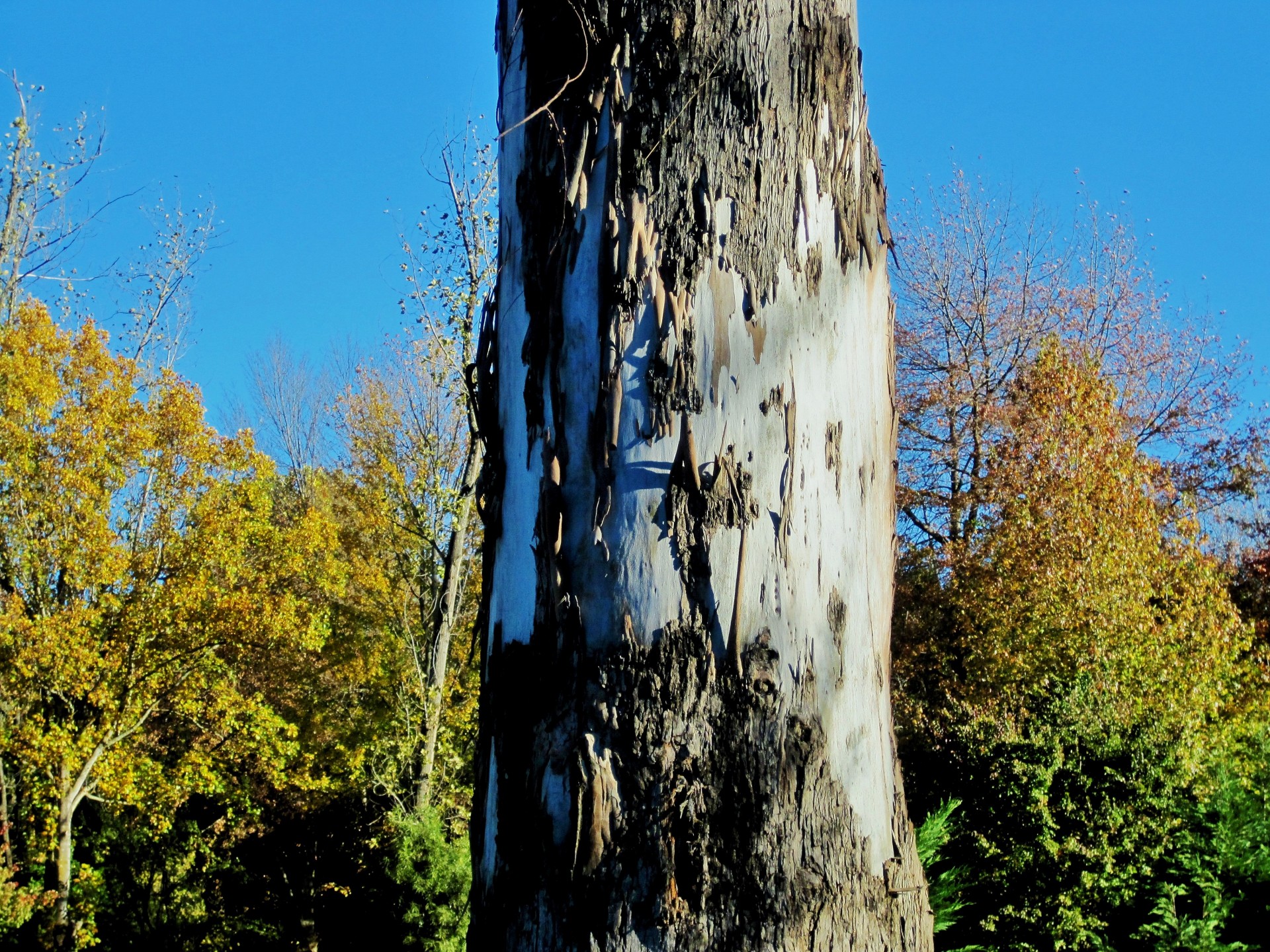 tree eucalyptus trunk free photo